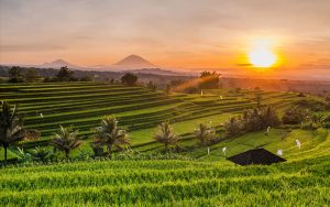 Ubud Tour Ubud Tour